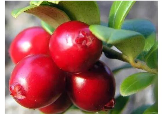 蔓越莓有什么功效作用？蔓越莓有什么營(yíng)養(yǎng)？